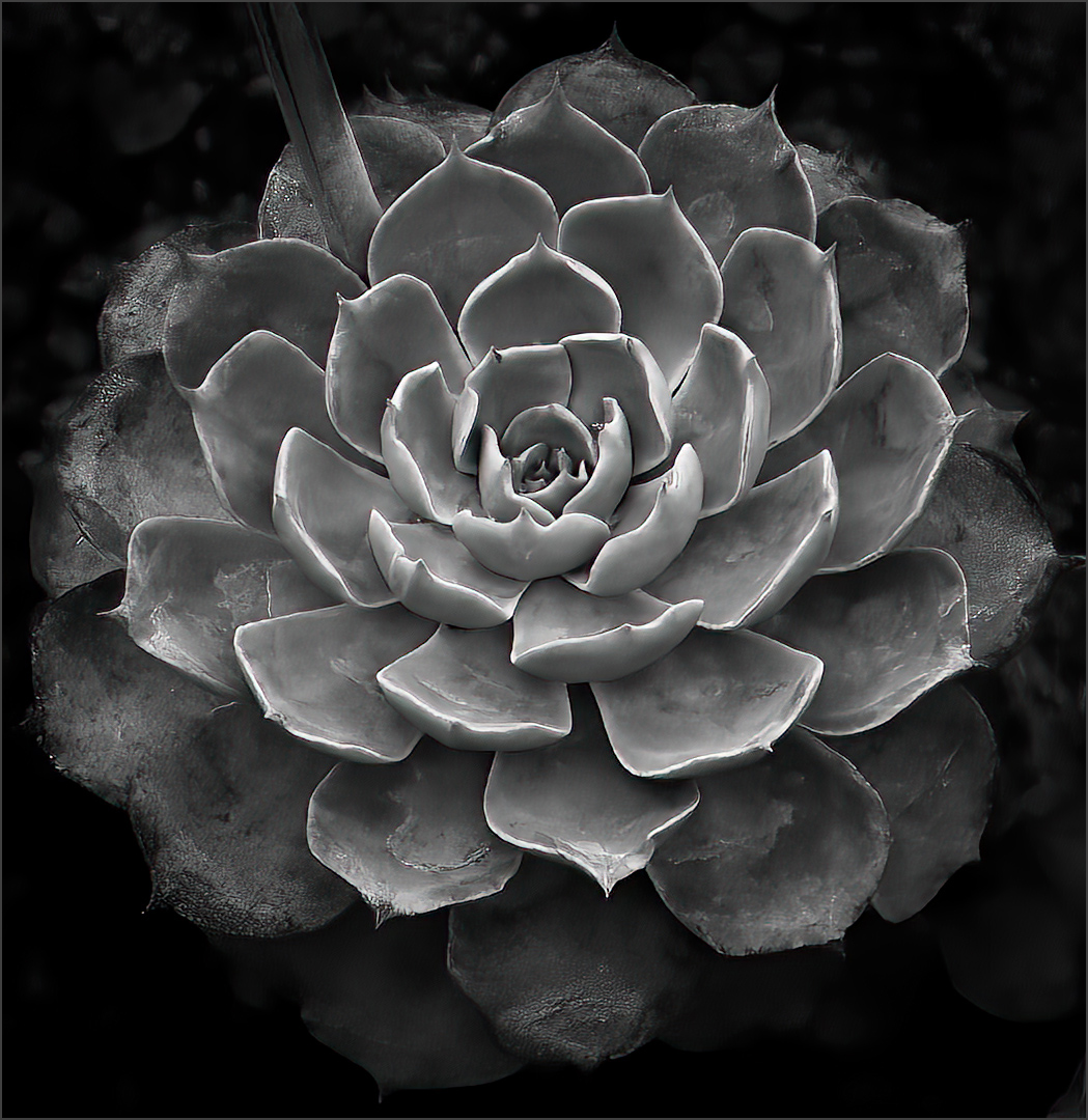 Rosette Succulents by Jim Bodkin, APSA, PPSA