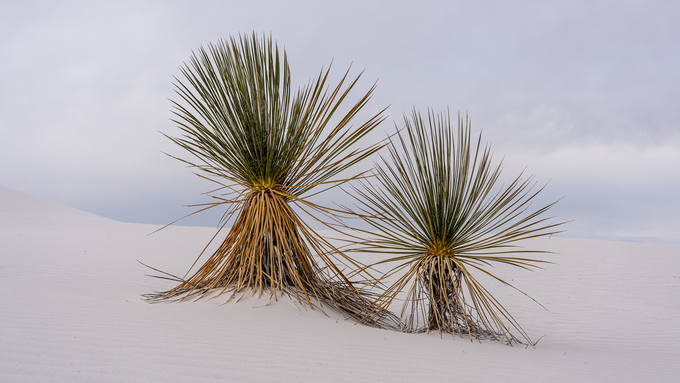 November 2025 - Sheldon Wecker, QPSA