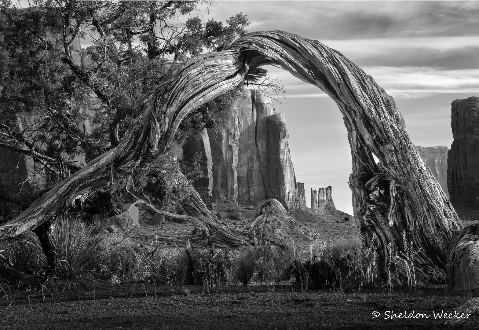  by Sheldon Wecker