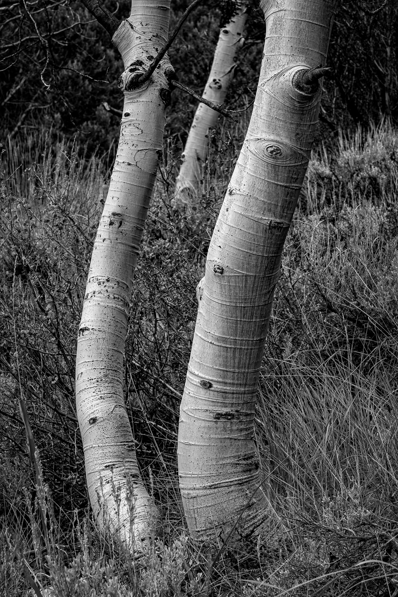 Aspen S Curve by Henry Heerschap