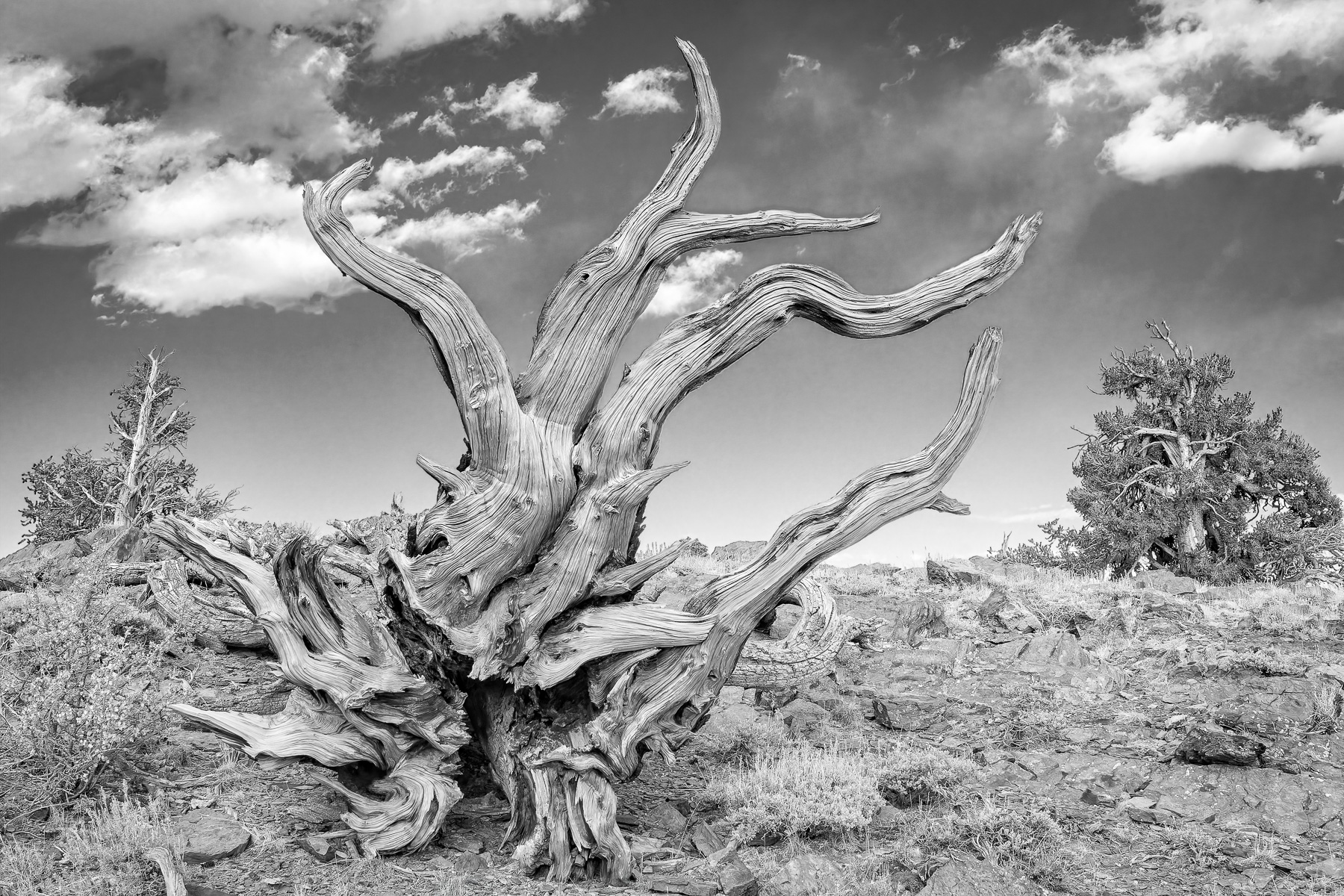 Bristlecone Pine by Henry Heerschap