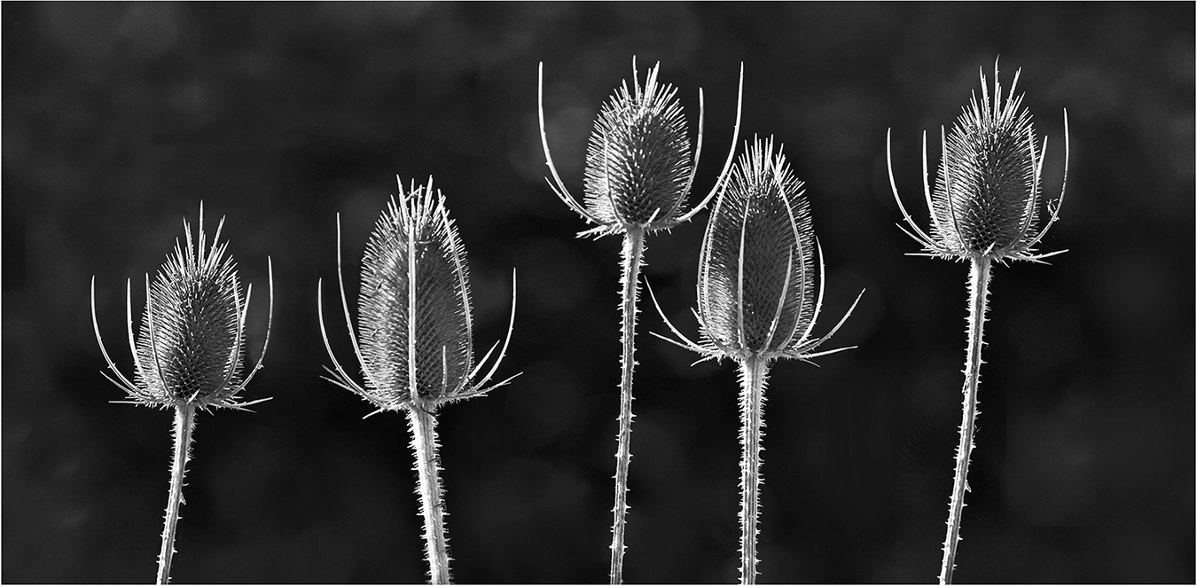 Teasels by Murphy Hektner