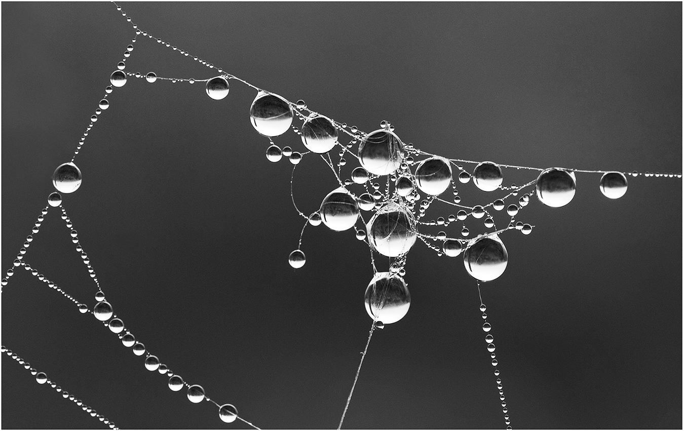 Dew Drops by Murphy Hektner