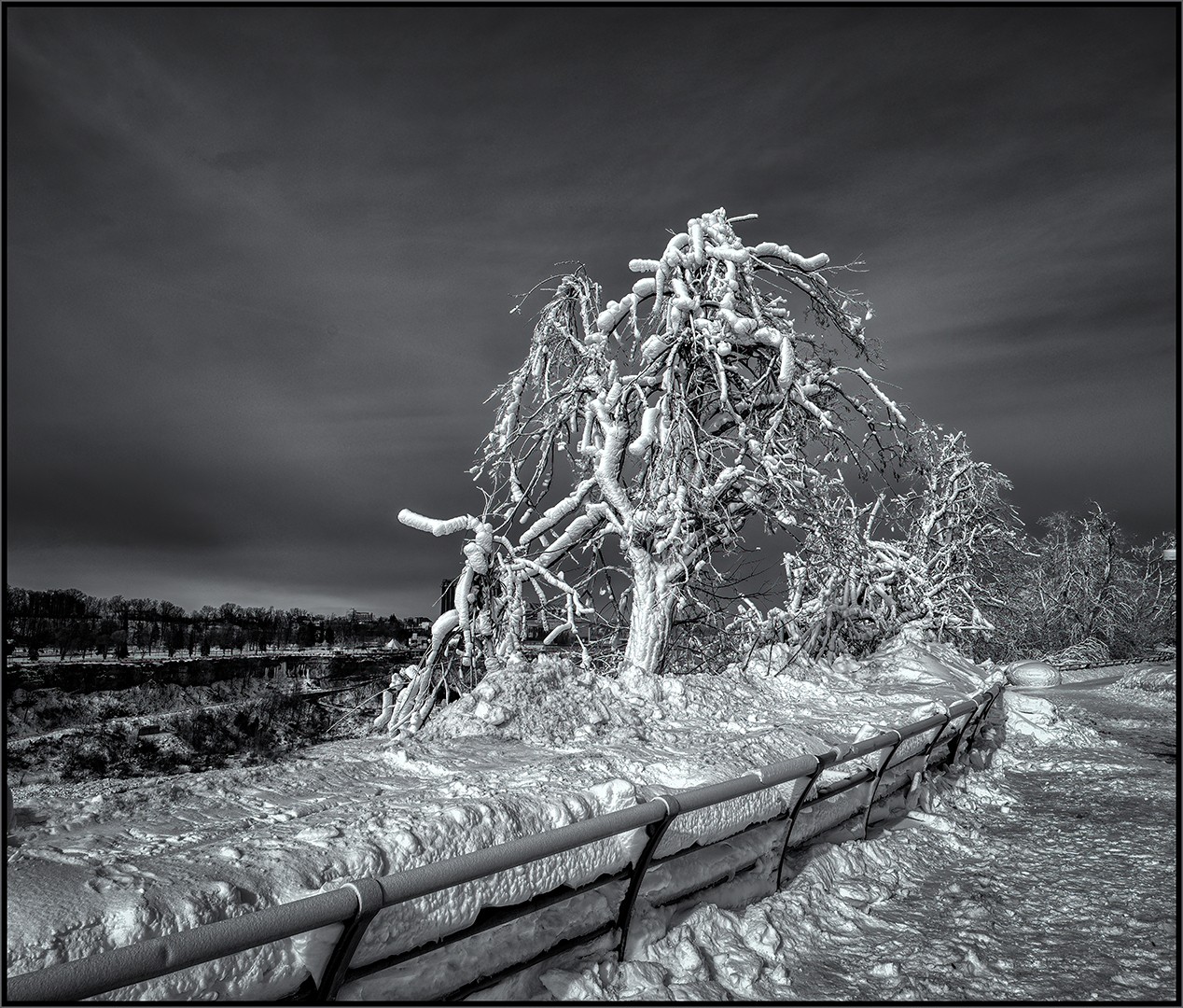 Ice Covered Tree by Charles Bartolotta