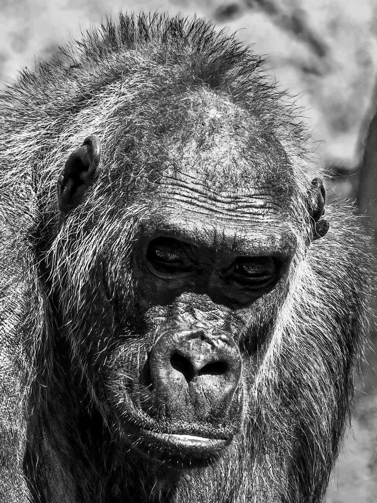 A GORILLA by Peter Hornbostel