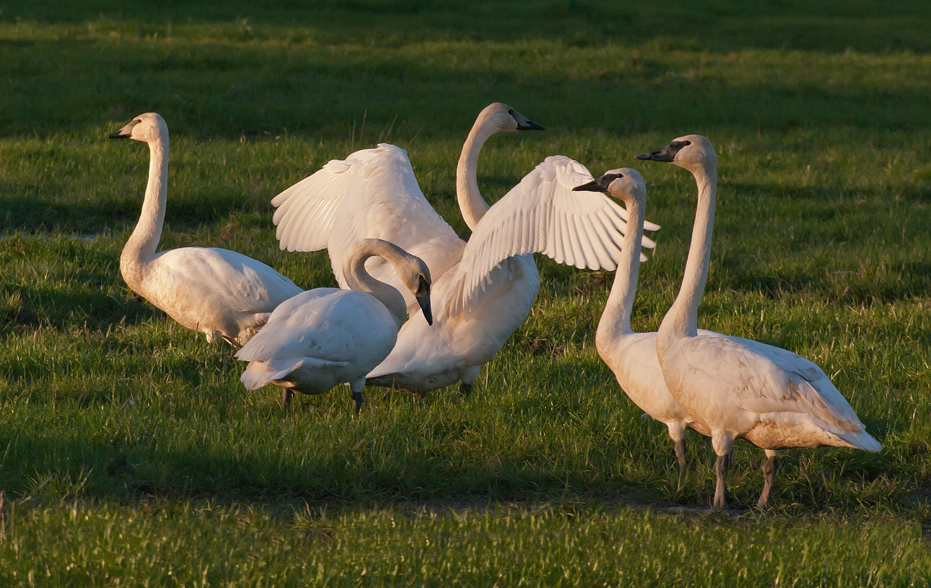 December 2025 - Murphy Hektner, APSA