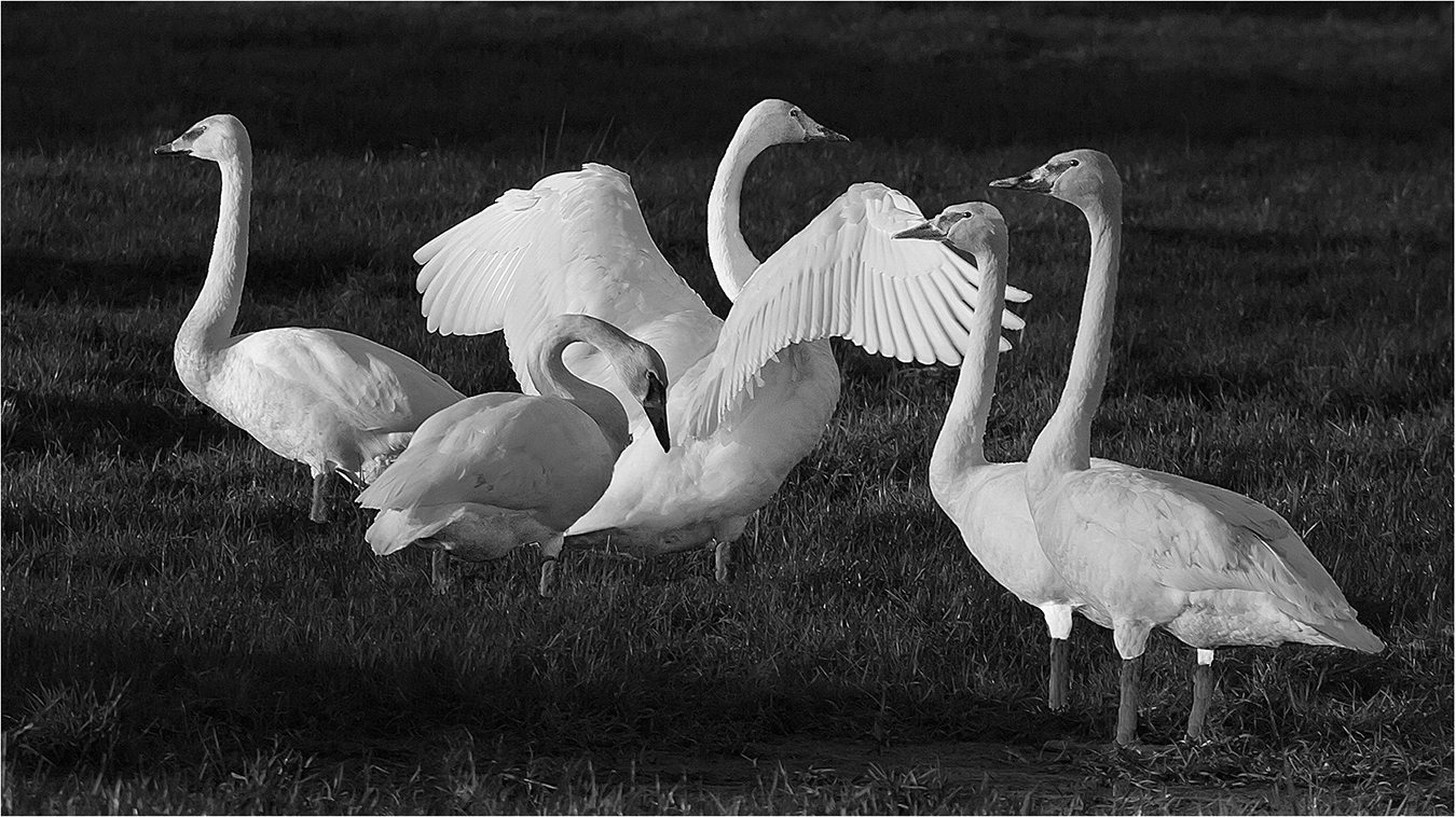 Trumpeter Swans by Murphy Hektner