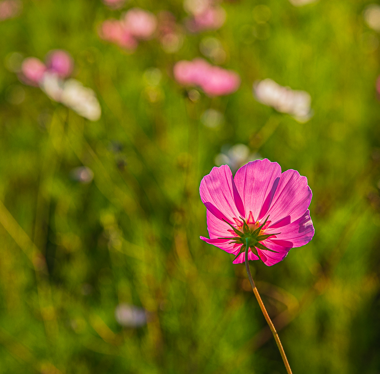 Flower Petals - Going Solo by Ally Green