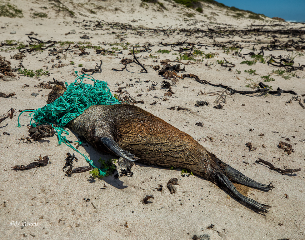 Social Issues - Battle of the Ocean by Ally Green