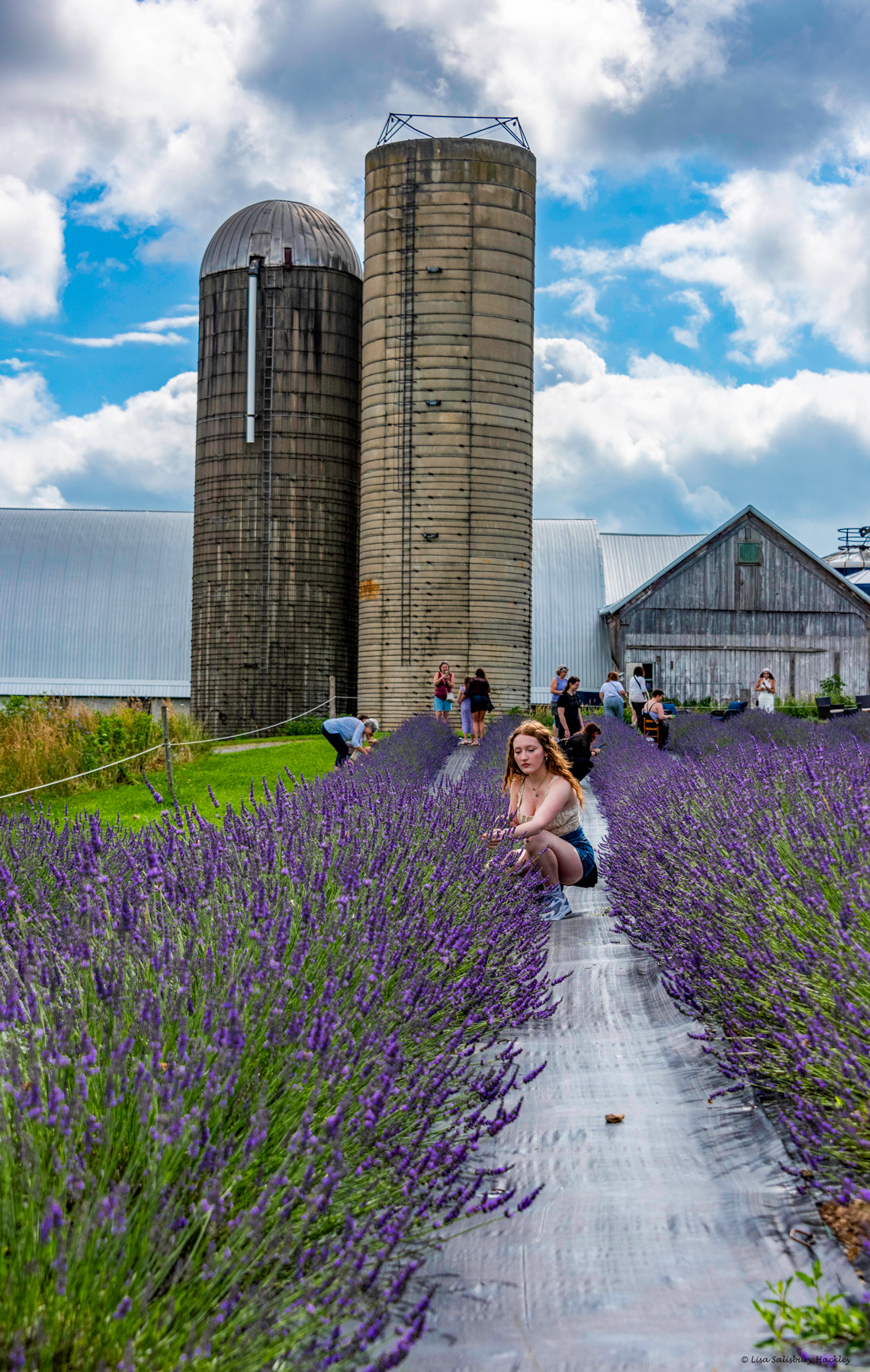 Agriculture - Lavender Festival by Lisa Salisbury Hackley