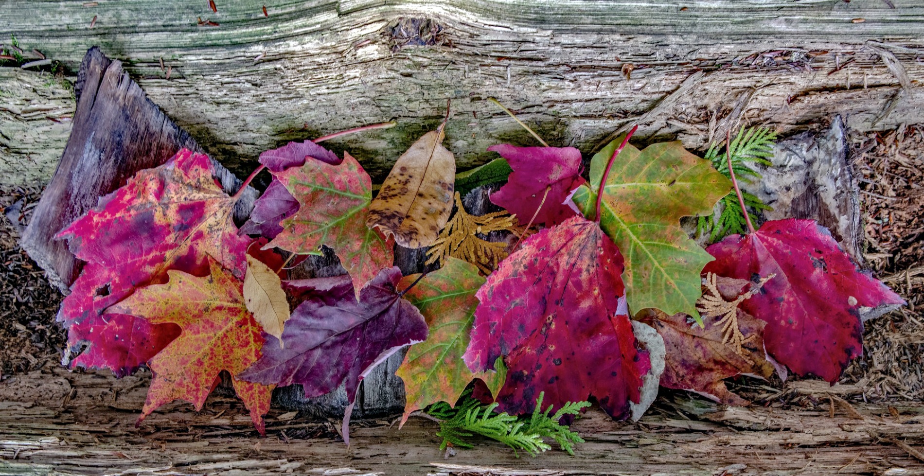 Still Life by Lisa Salisbury Hackley