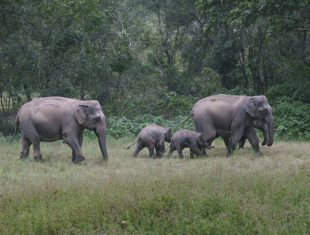 At the Zoo - Elephants