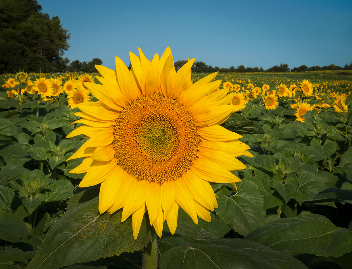 Agriculture - Sunflowers for Bird Seed by Carole Kropscot, FPSA