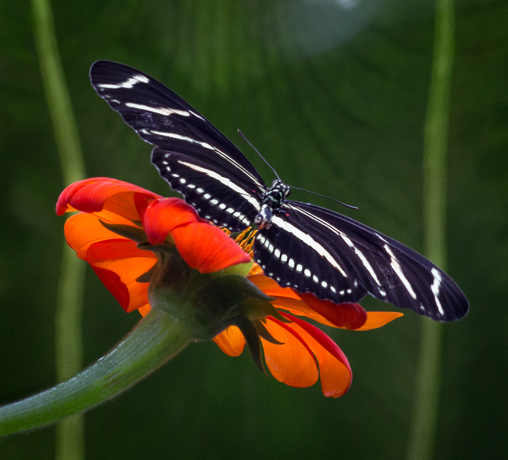 Joy - Flowers and Butterflies by Carole Kropscot, FPSA