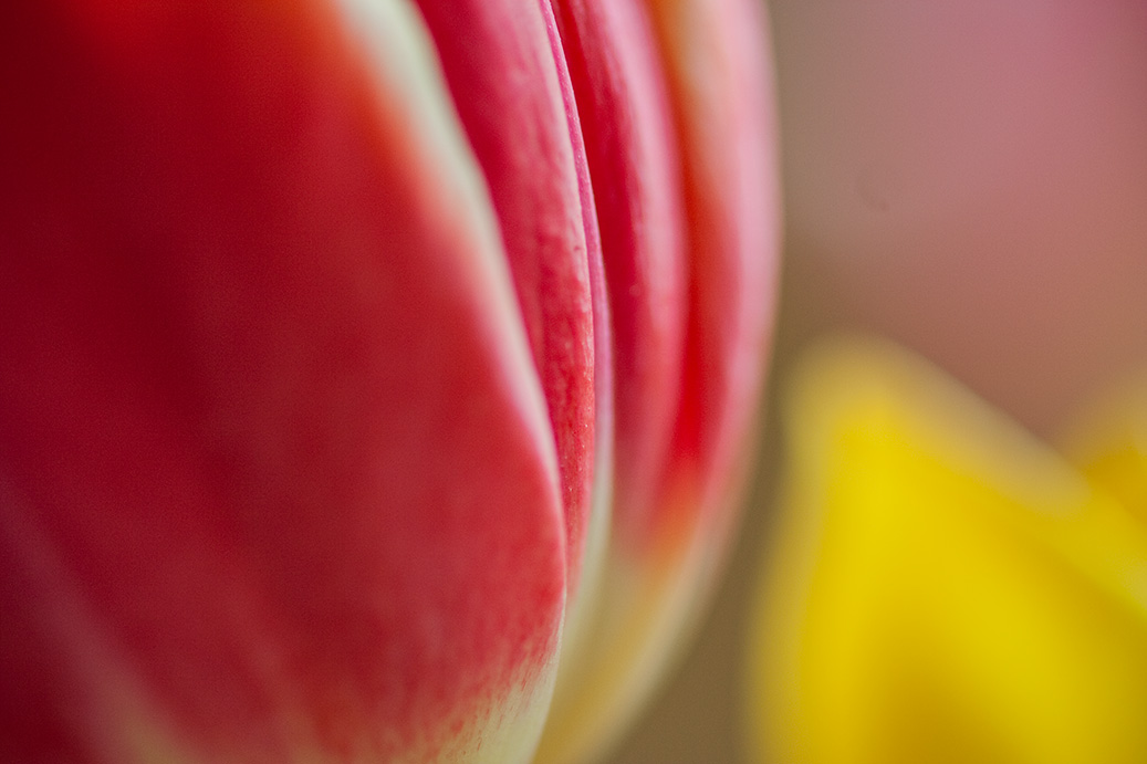 Flower Petals - Tulips by Carole Kropscot