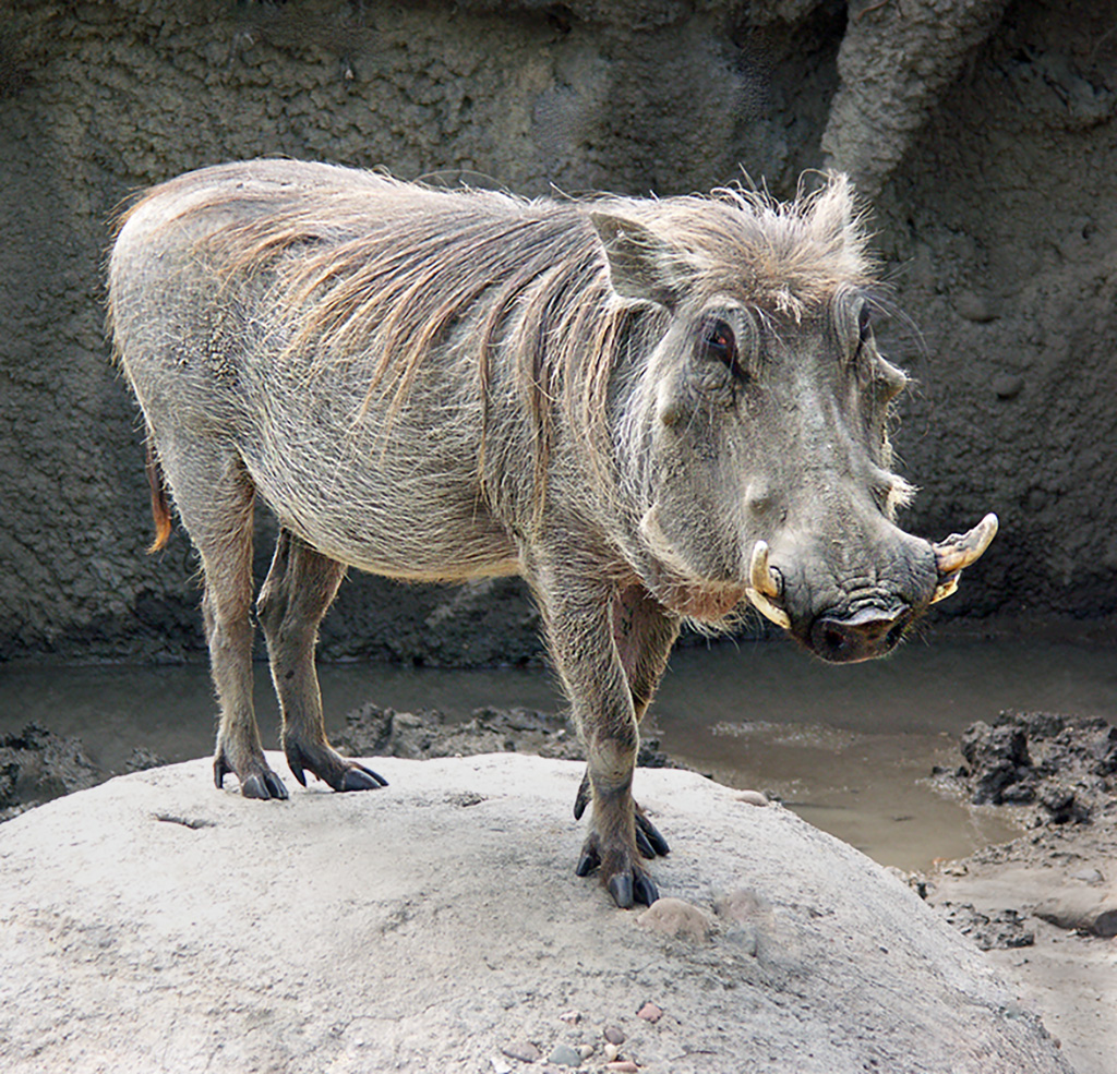 At the Zoo - Warthog