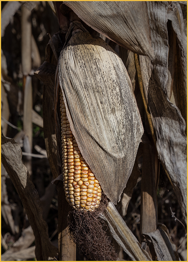 Agriculture - Corn by Connie Reinhart