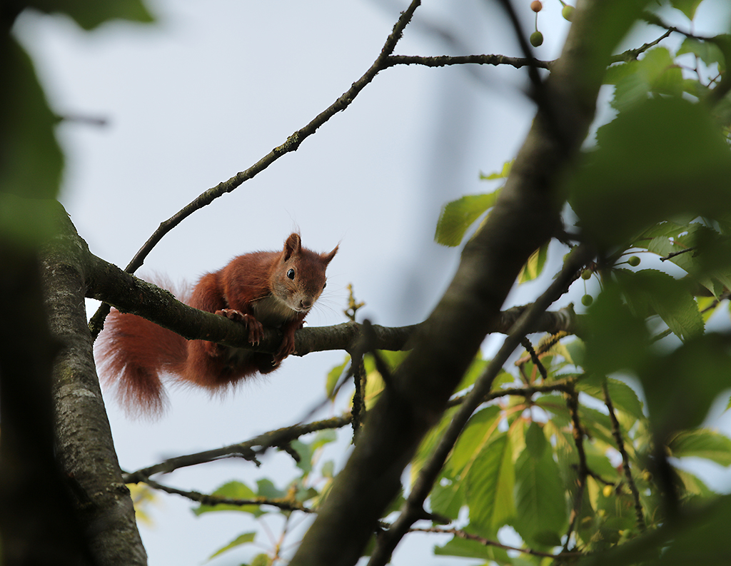 Triangles - Squirrel in Triangles by Kerstin Köneke