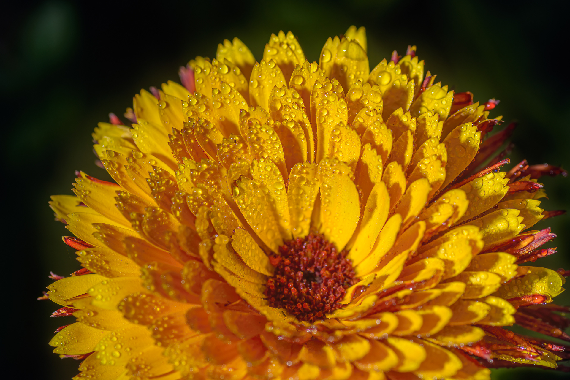 Flower Petals - Calendula by Srijan Roy Choudhury