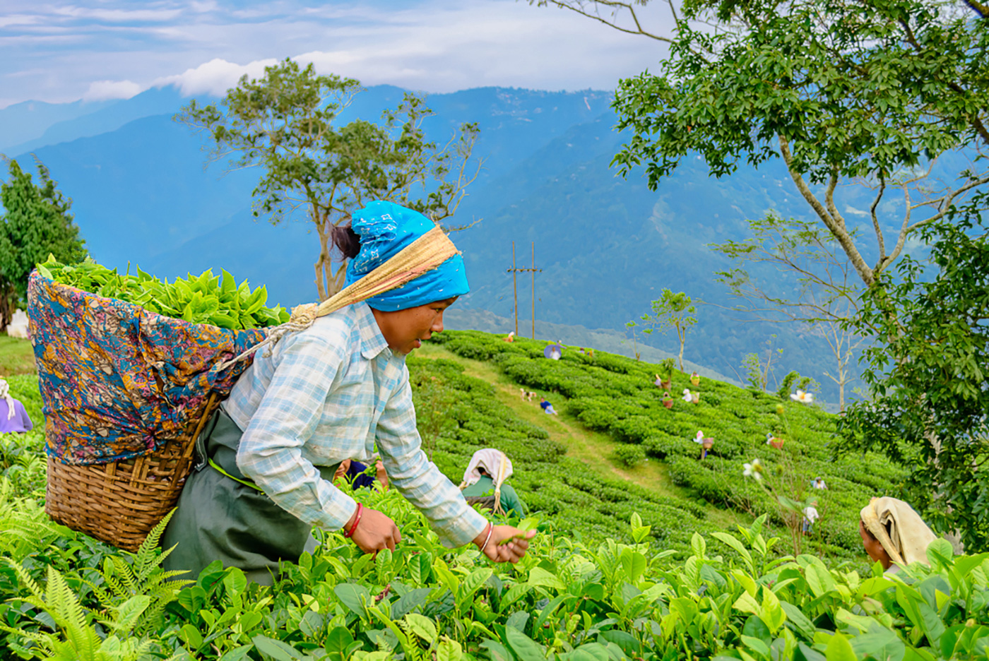 Agriculture - Picking Up Tea Leaves by Srijan Roy Choudhury