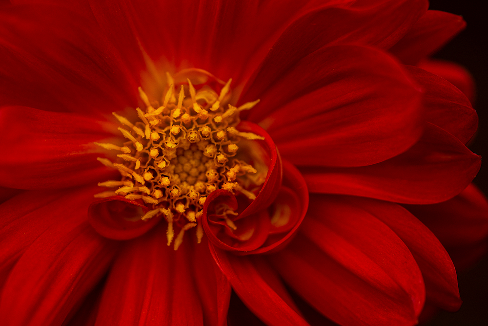Pretty In Red by Wendy Stanford