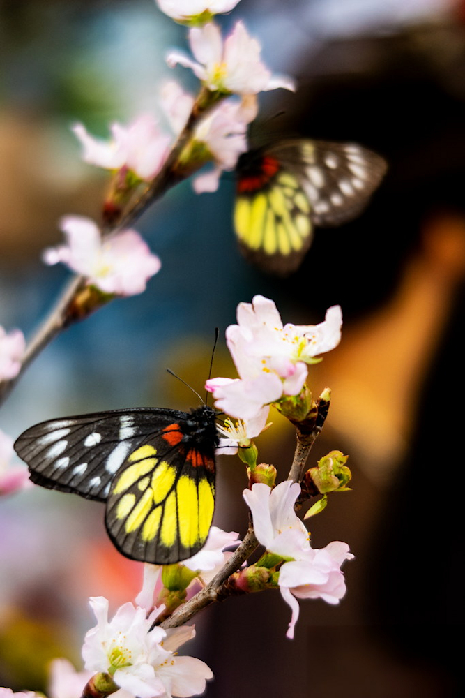 Flowers and Bees by Fat Chen
