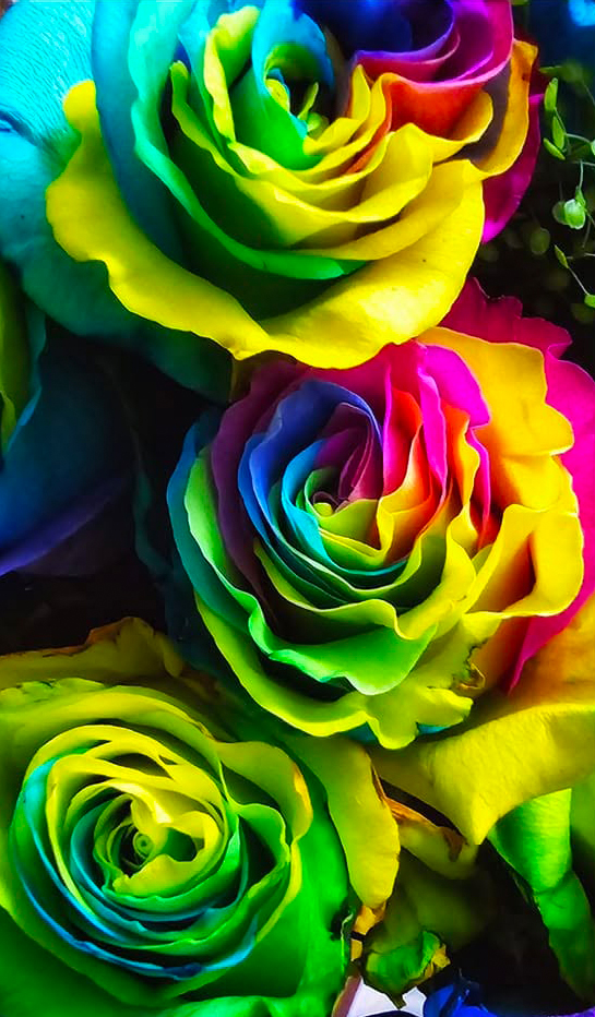 Roses coloured by Steven Wharram