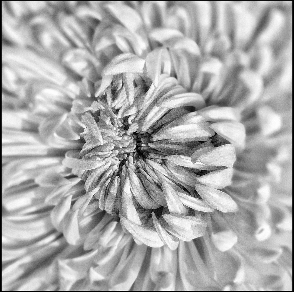 Petals by Steven Wharram