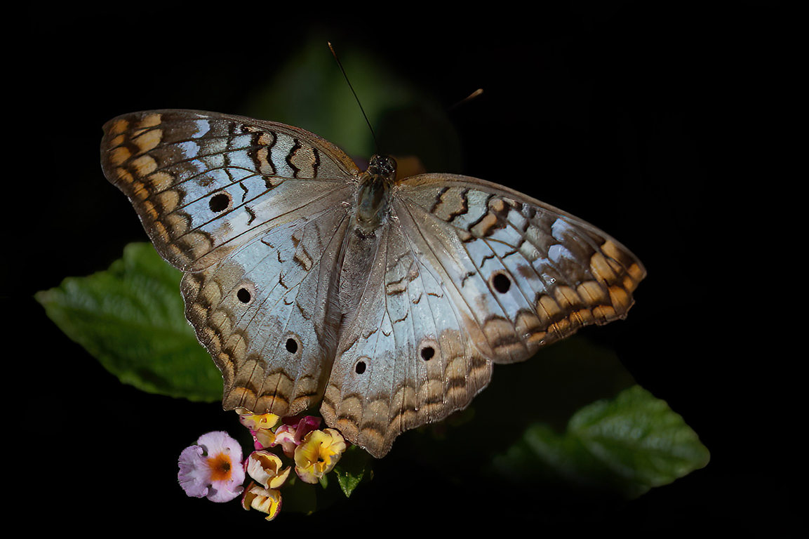 Winged Beauty