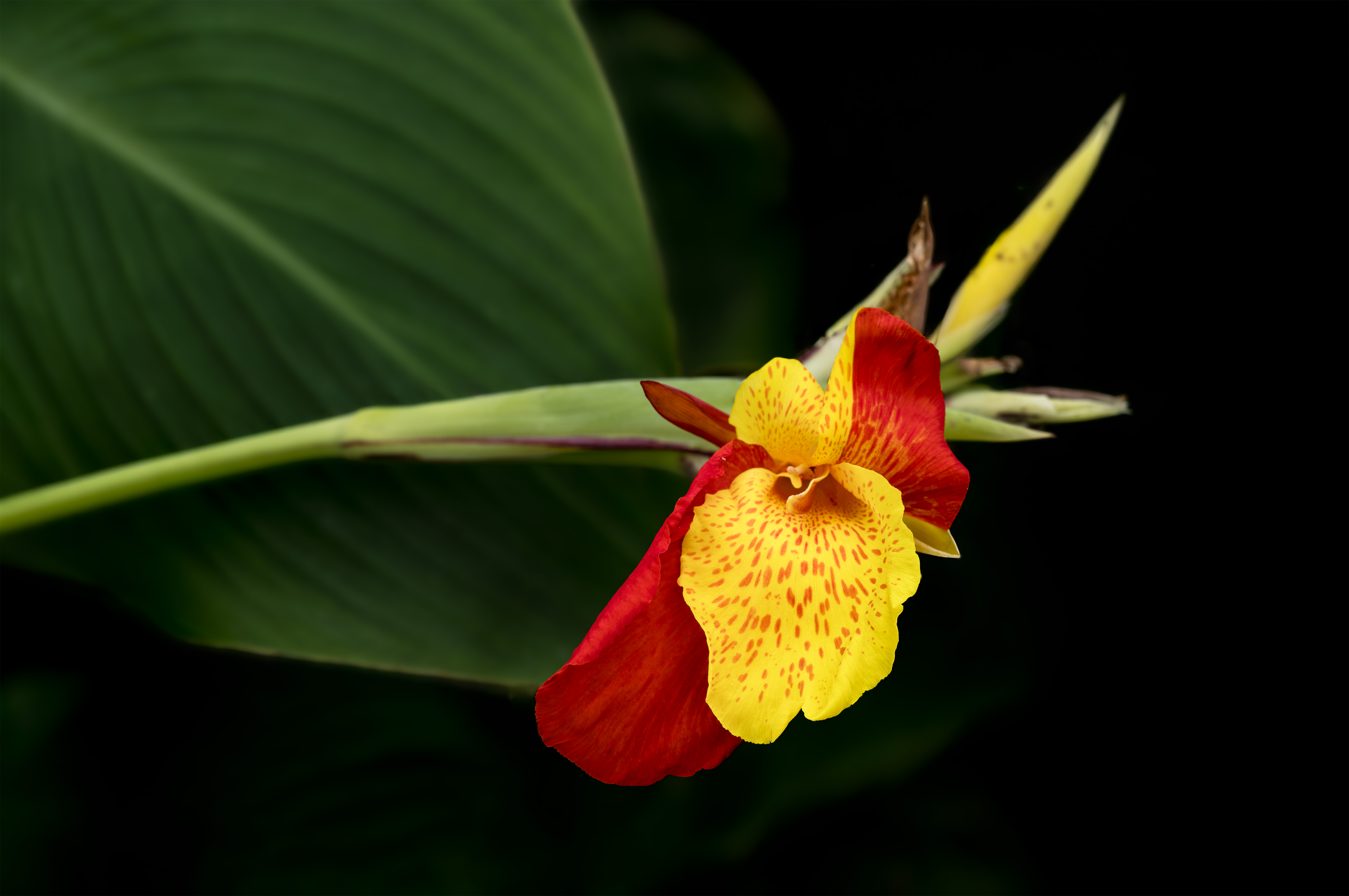 Floral Soliloquy by Chris Reinecker