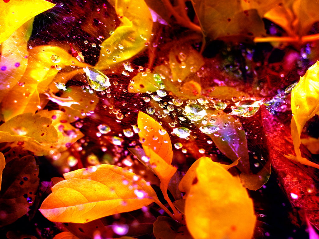 Colour Distortion by Fat Chen