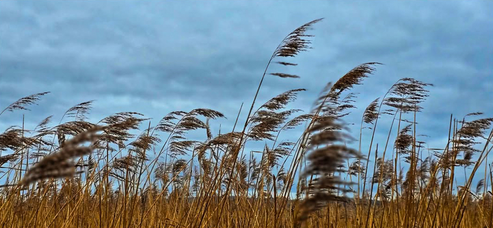 Dancing in the wind