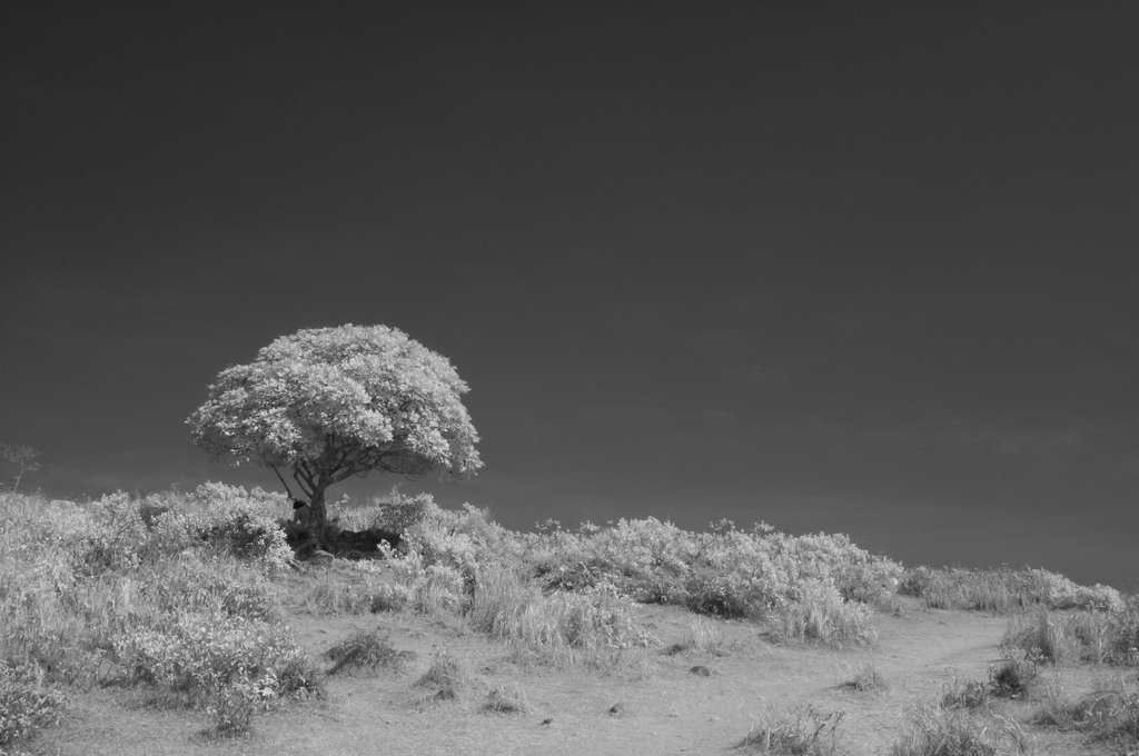 Lonely Tree by Fat Chen, PPSA