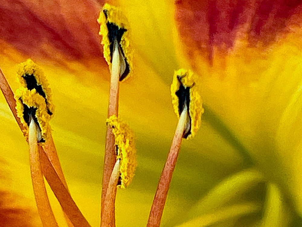 a CLOSE UP by Timothy Morton