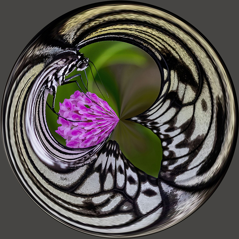 Swallowtail by Barbara Dunn