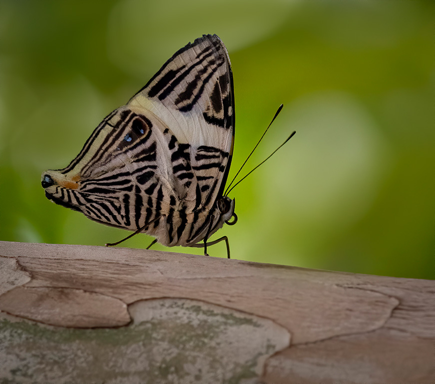 Butterfly was walking on a log by Barbara Dunn