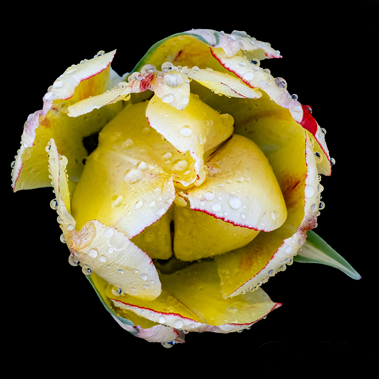 Rainy Tulip by Barbara Dunn