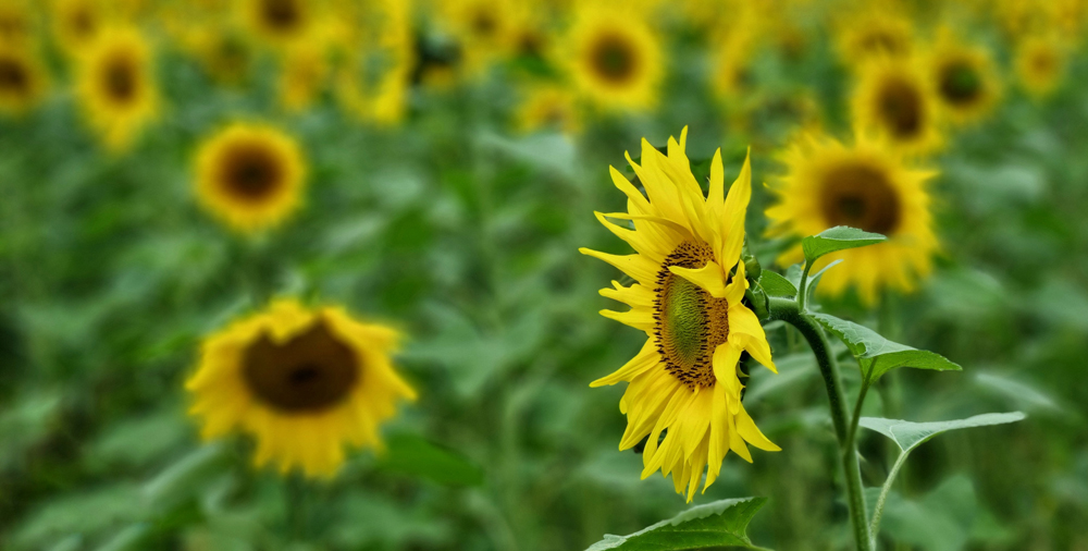 Sunflower by Steven Wharram