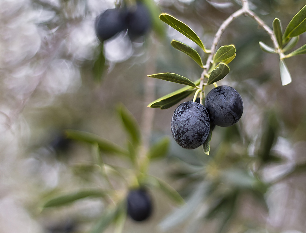 Olive Picking Time. by Wendy Stanford