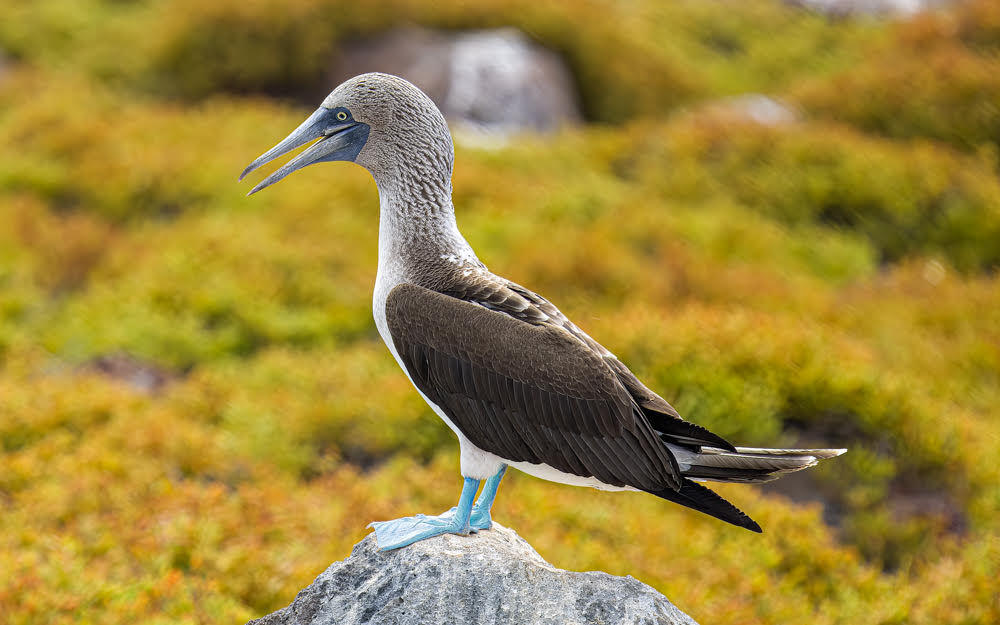a blue footed booby by Paul Swepston