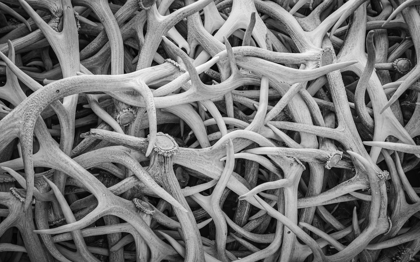 Antlers and More Antlers