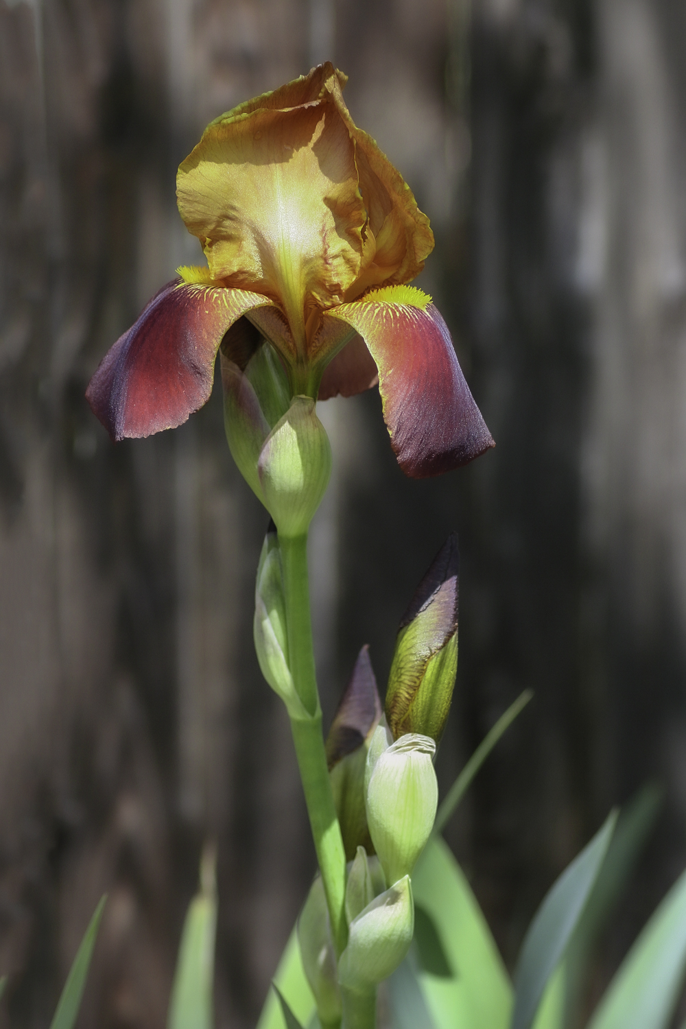 Brownie Scout Iris by Darcy Johnson