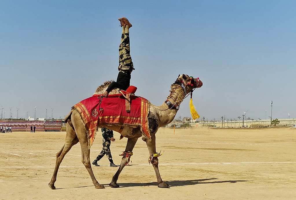  Camel Display 11 by Syed Shakhawat Kamal, QPSA