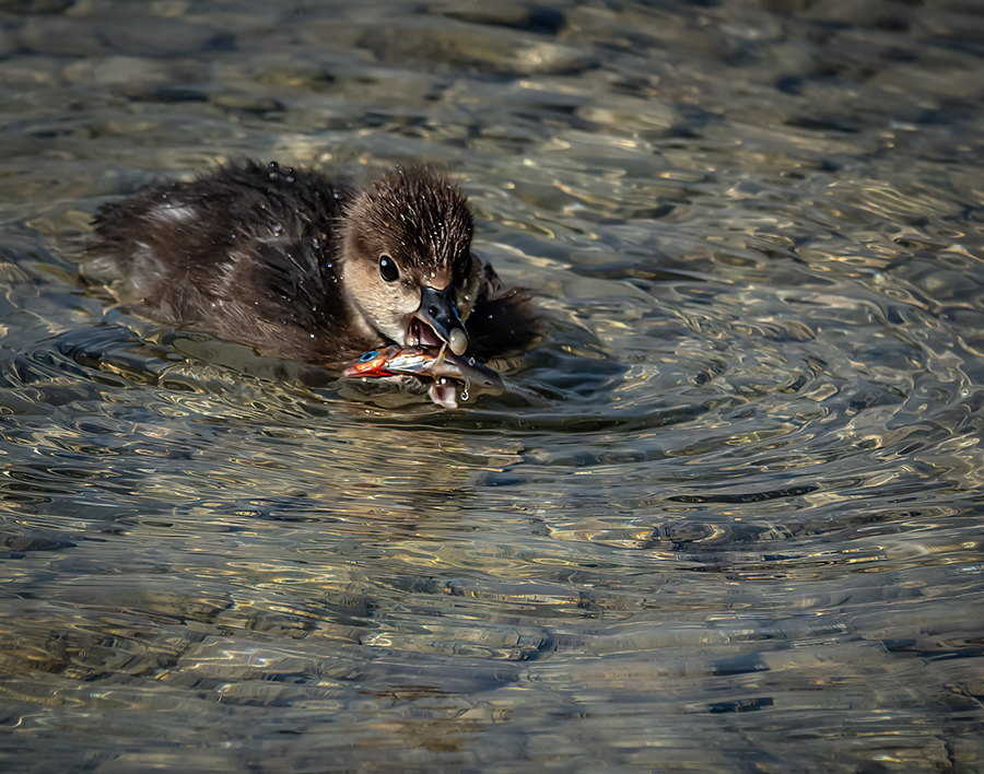 First Catch by Ingrid Lockhart