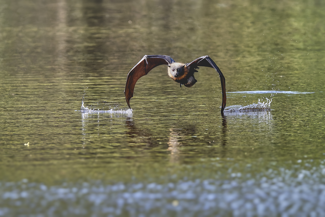 Flying Fox Skimming