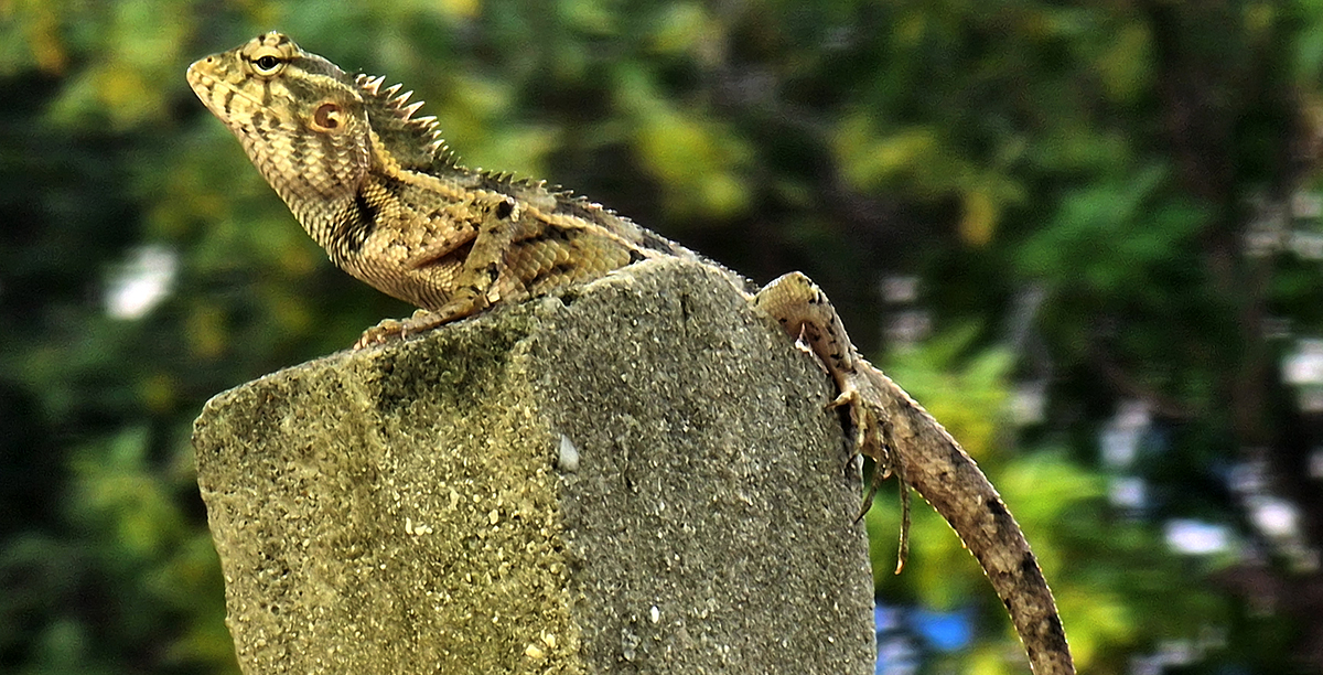 Gecko by Syed Shakhawat Kamal