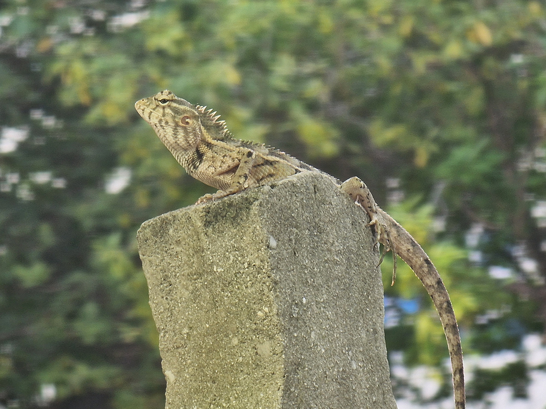 November 2025 - Syed Shakhawat Kamal, APSA, PPSA