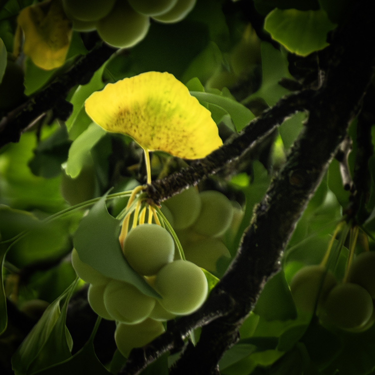 Ginkgo Glow by Darcy Johnson