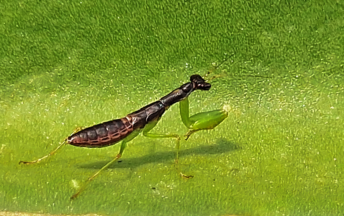 Green Praying Mantis 21 by Syed Shakhawat Kamal