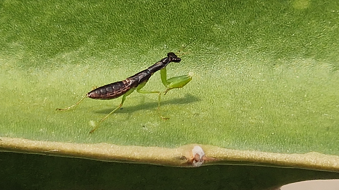 April 2026 - Syed Shakhawat Kamal, APSA, PPSA